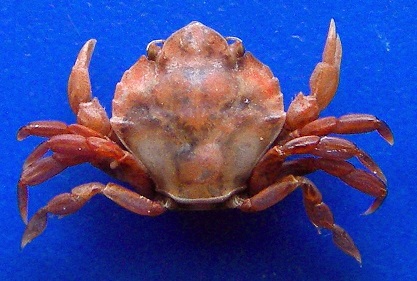 strange crab